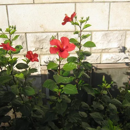 And Artemida Apartamento *