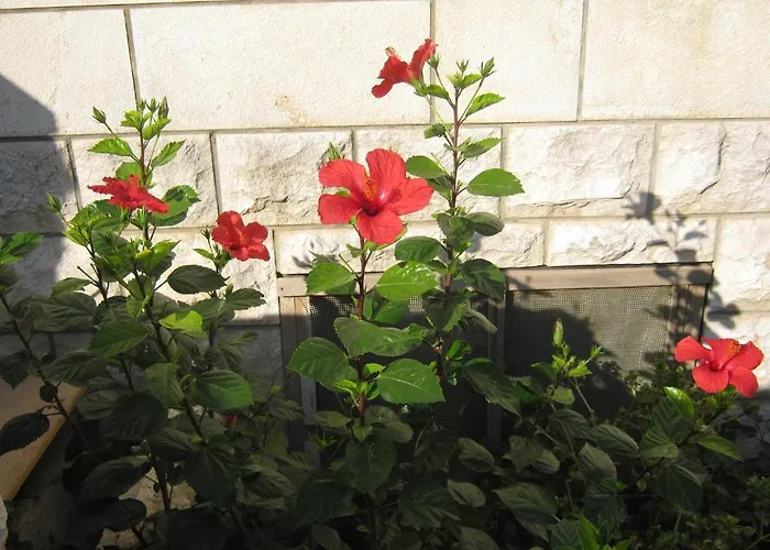 And Artemida Apartman *